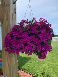 Green Plastic Hanging Planter