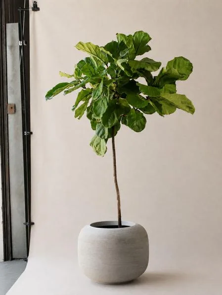 Sahara Pot Potted Fiddle Leaf Fig