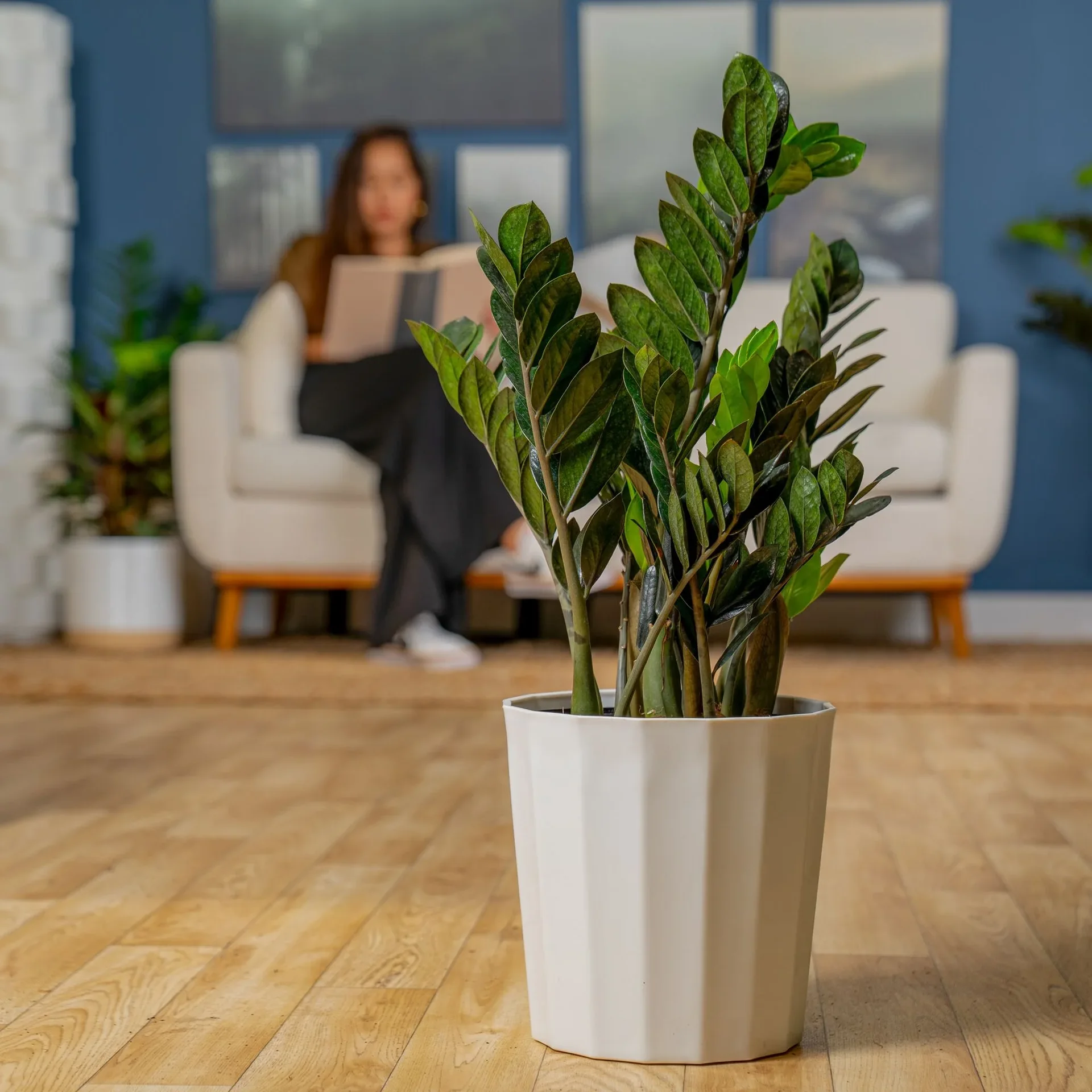 Potted Plant