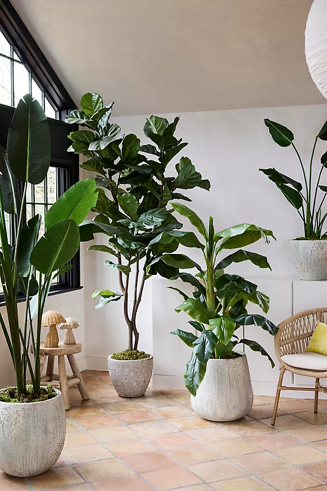 Potted Fiddle Leaf Fig