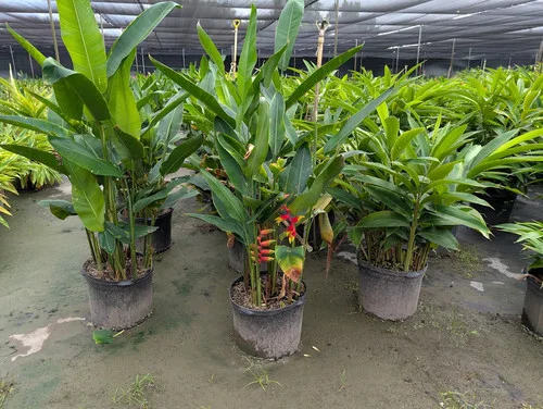 Tropical Collection - heliconia 'lobster claw' | twistedtrunk