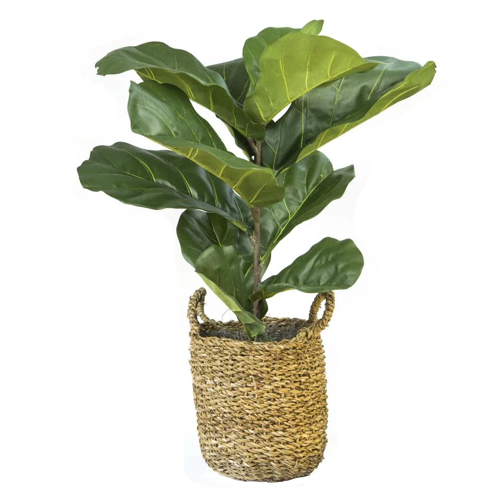 Fiddle Leaf Fig Plant