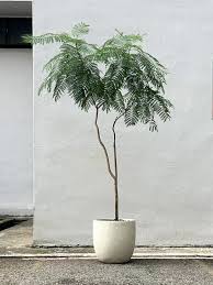 Potted Plant