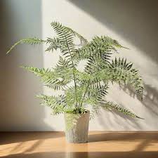 Potted Plant