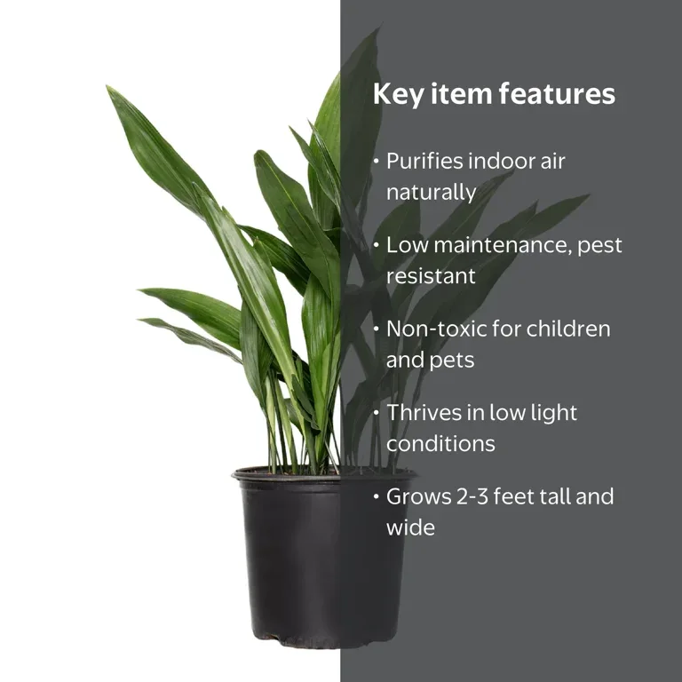 Potted Plant