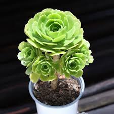 Aeonium arboreum Green Potted Succulent