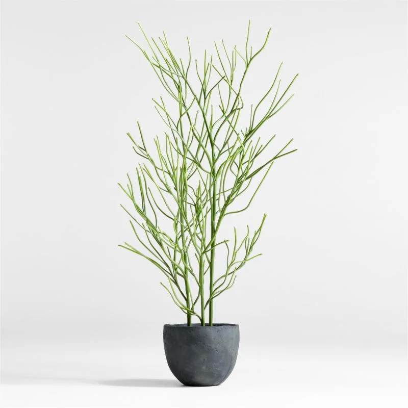 Potted Plant