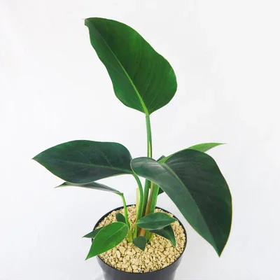 Green Congo Philodendron Potted Plant