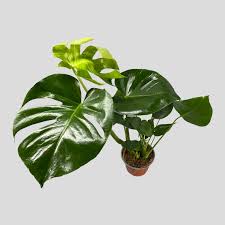 Monstera Deliciosa Potted Plant