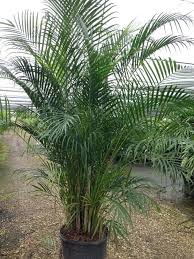 Areca Potted Palm Plant