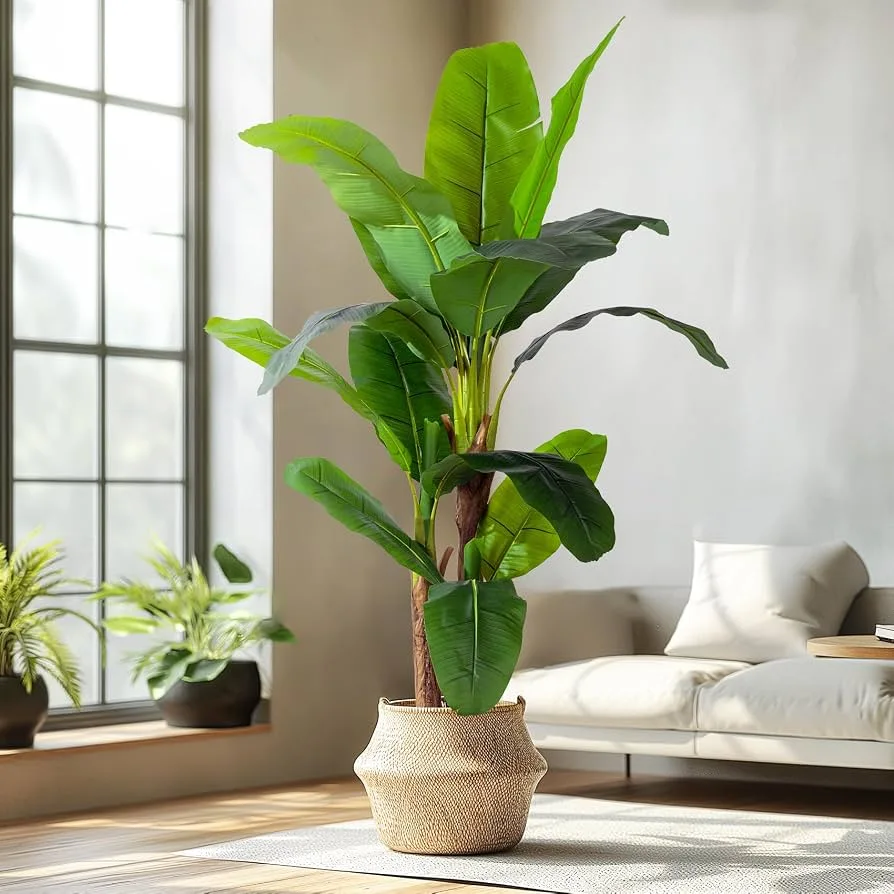 Potted Banana Plant