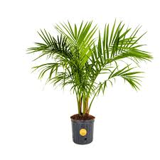 Costa Farms Majesty Palm Indoor Potted Palm Plant