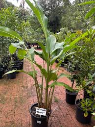 Tropical Plants