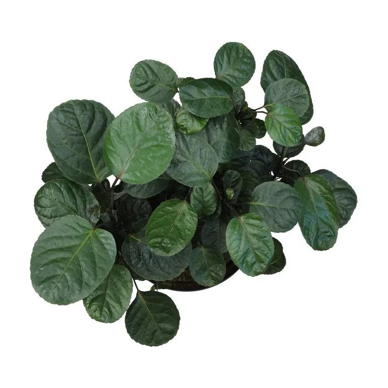 Fabian Aralia Potted Plant