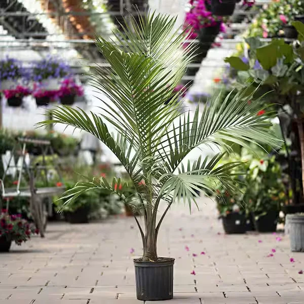 Majesty Potted Palm Plant