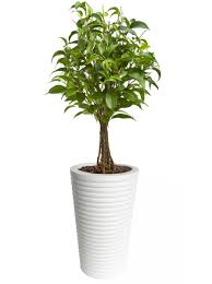 Carmen Ribbed White Potted Plant