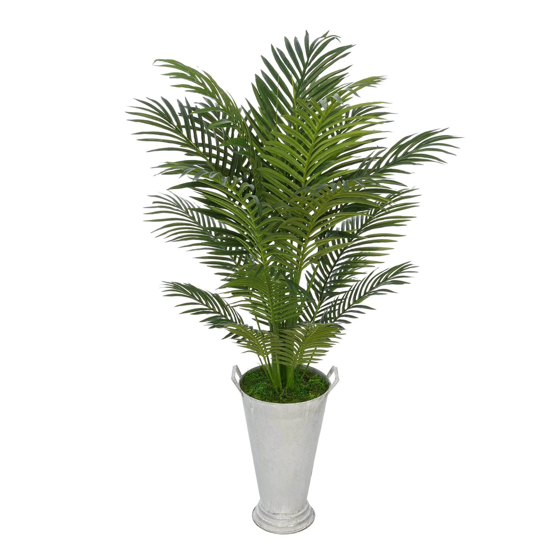 Potted Palm Plant