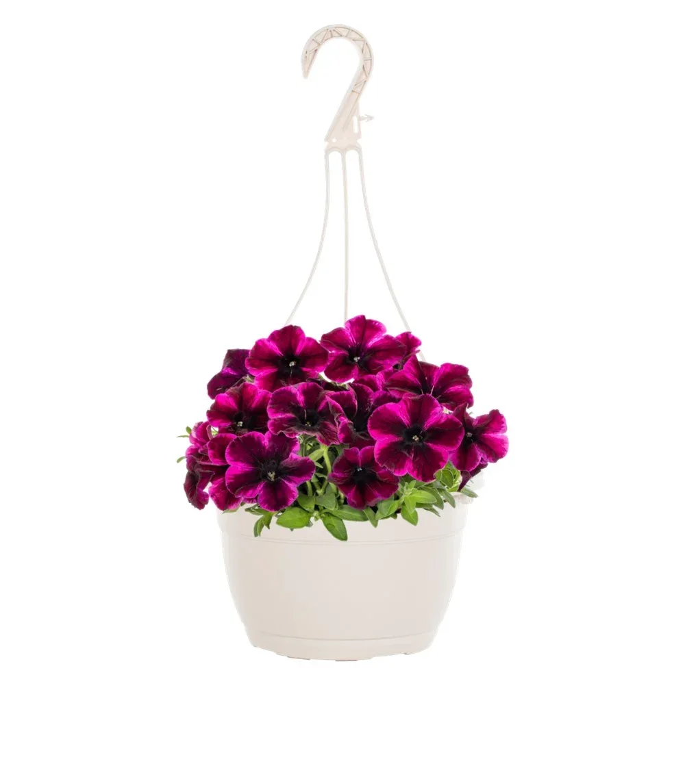 Petunia Hanging Planter
