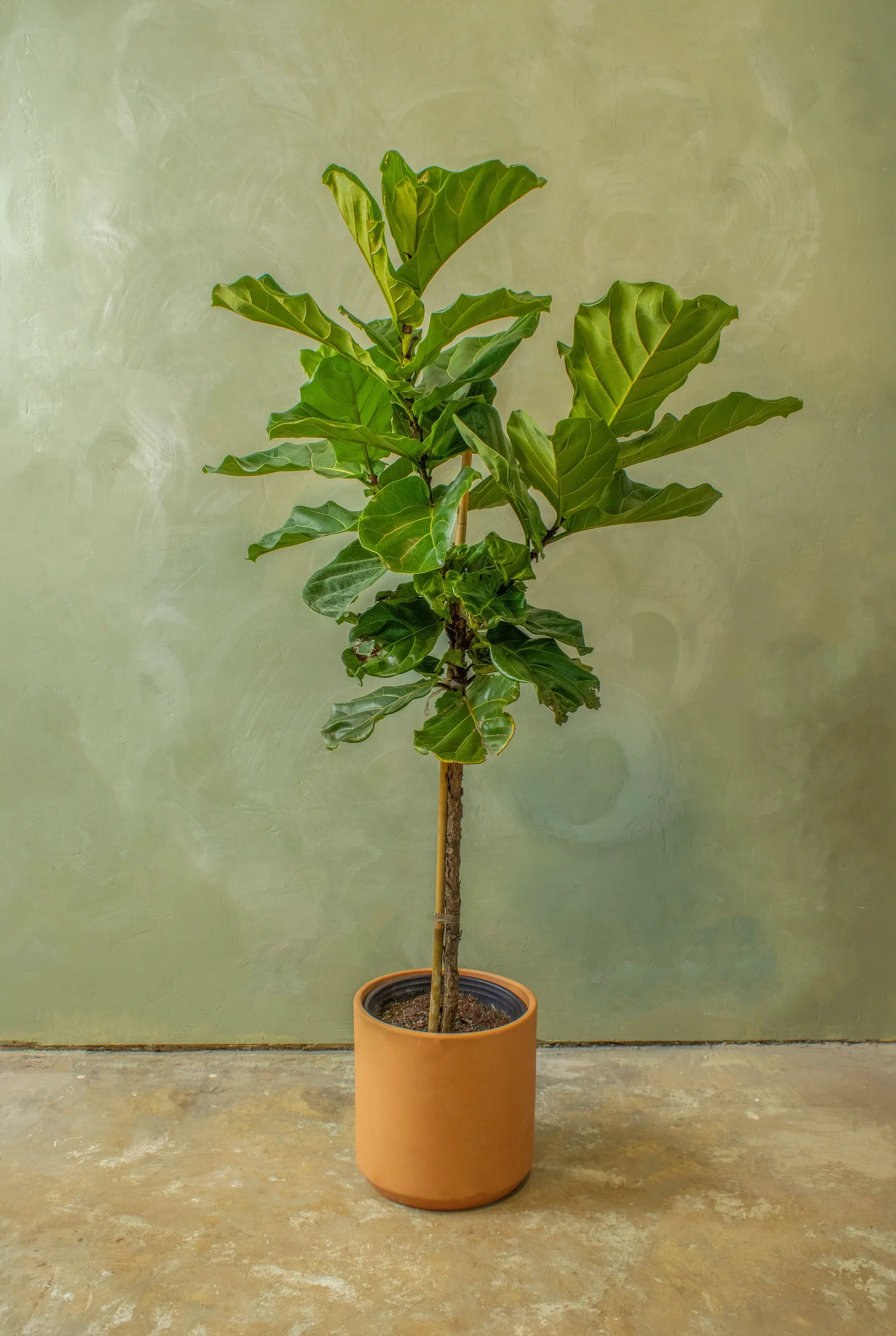 Potted Fiddle Leaf Fig