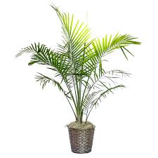 Areca Potted Palm Plant