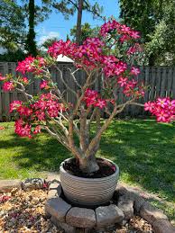 Pink Desert Rose Potted Plant