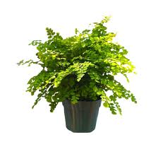 Potted Plant