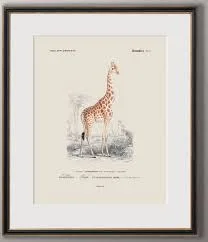Framed Art