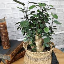 Aralia Fabian Stump Potted Plant