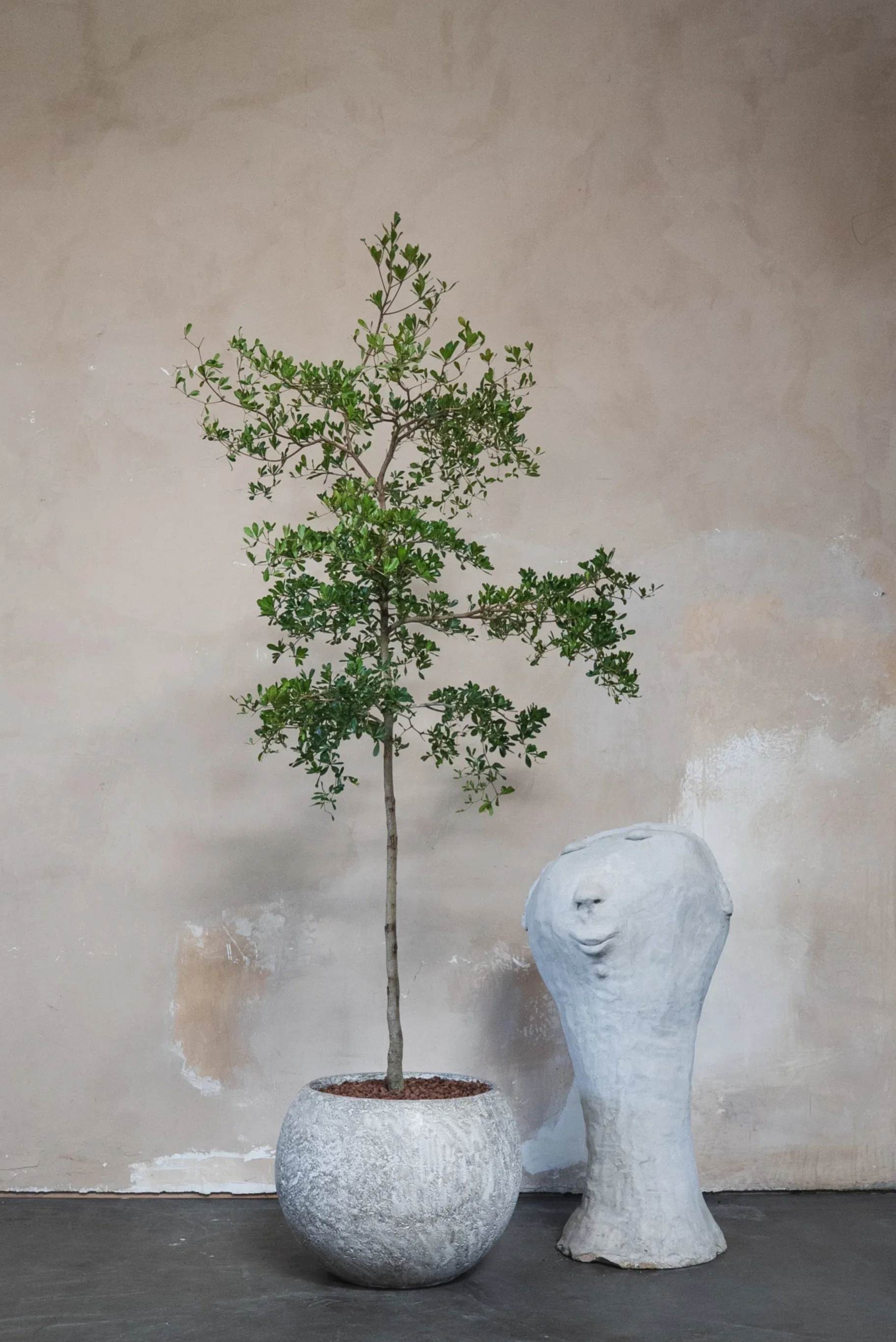 Black Olive Potted Plant