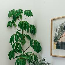Umbrella Potted Plant
