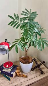 Potted Plant