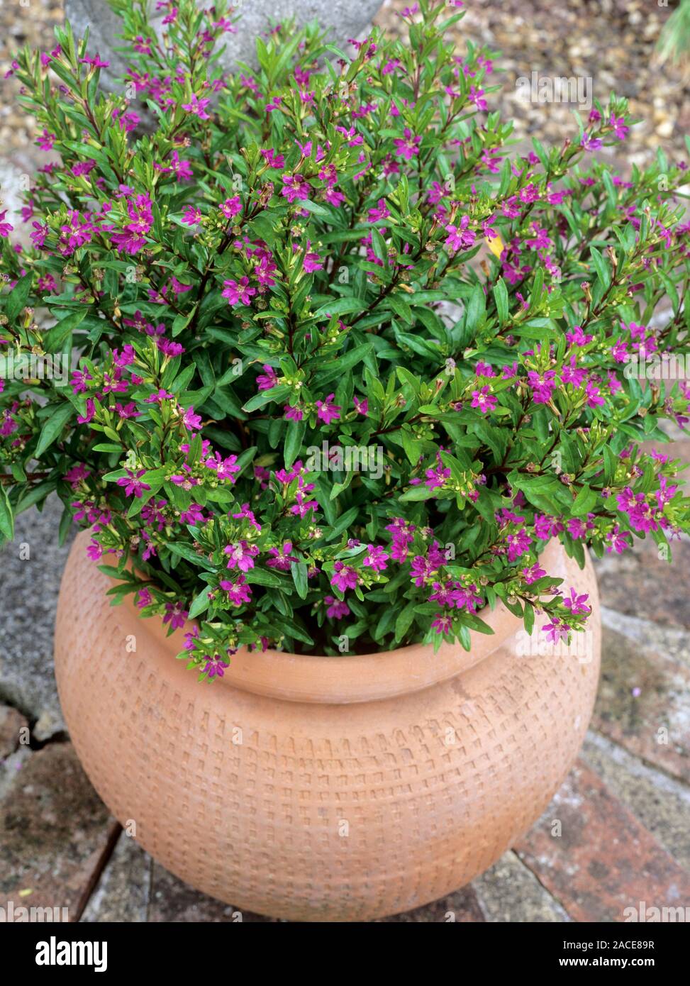 False Heather Potted Plant