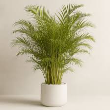 Areca Palm Tropical Potted Palm Plant