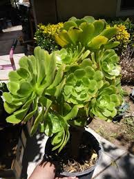 Green Aeonium Arboreum Green Potted Succulent