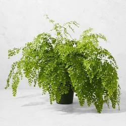 Maidenhair Fern Potted Plant