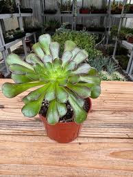Aeonium Purpuratrum Potted Succulent