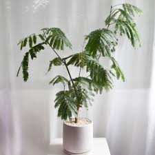 Minimalist Potted Plant