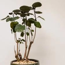 Aralia Fabian Potted Plant