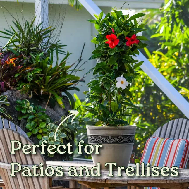 Red and White Mixed Mandevilla Potted Flowering Plant