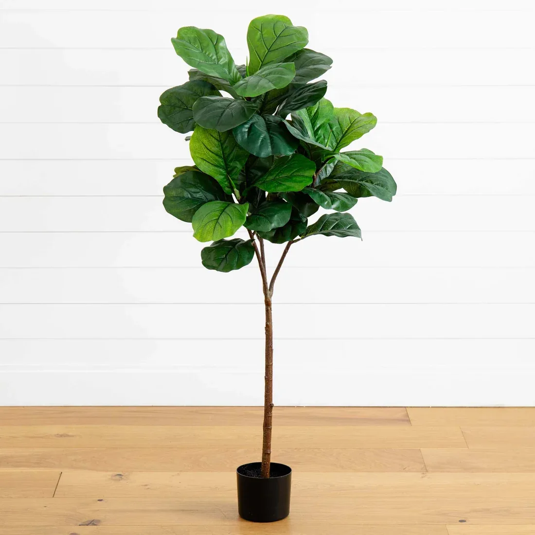 Fiddle Leaf Fig Plant