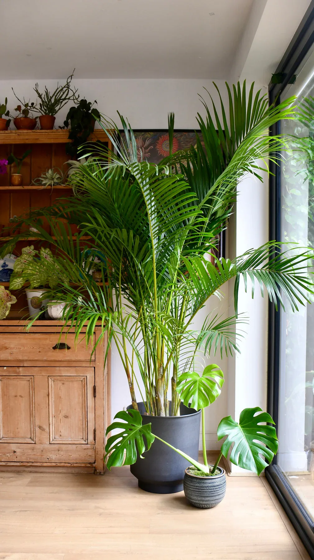 Areca Tropical Potted Palm Plant
