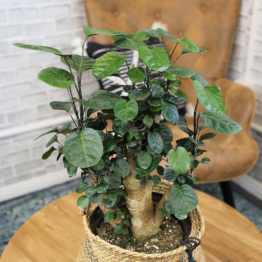 Aralia Fabian Stump Potted Plant