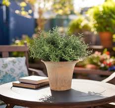 Faux Rosemary Potted Plant