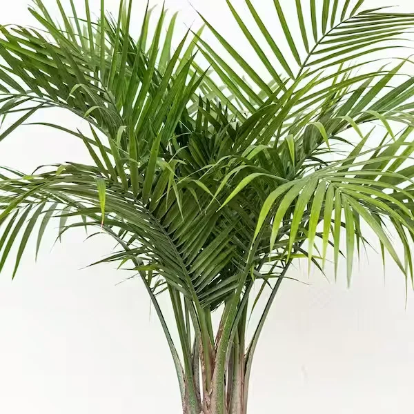 United Nursery Majesty Potted Palm Plant