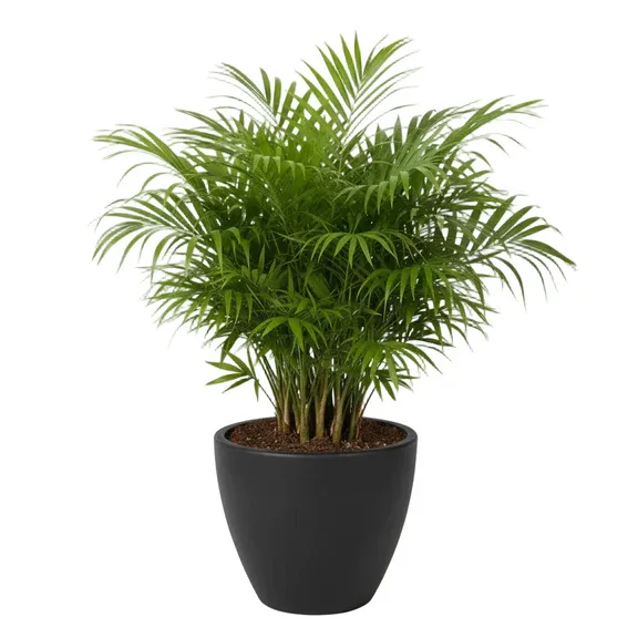 Parlor Palm Potted Plant