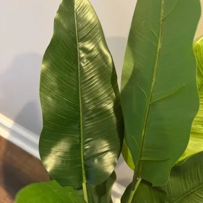Green Potted Banana Plant
