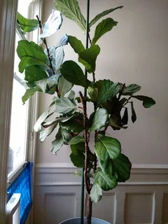 Fiddle Leaf Fig Plant