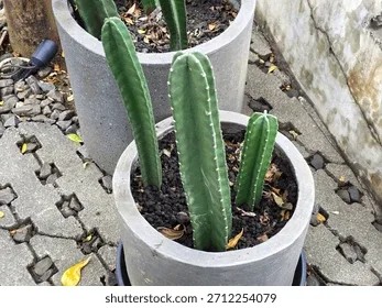 Potted Cactus