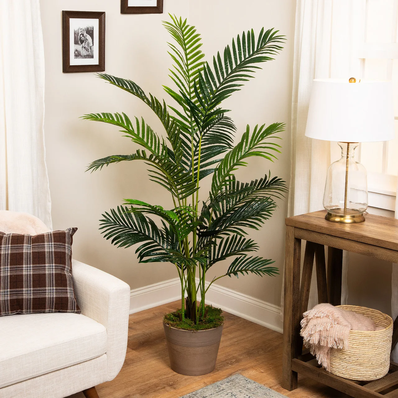Potted Palm Plant