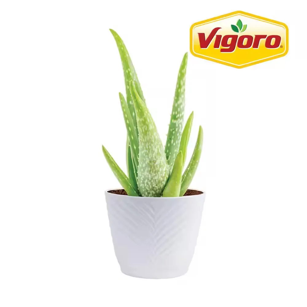 Vigoro Potted Aloe Vera